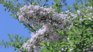 Beautiful White Flower With Butterfly