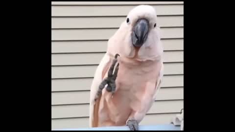 Parrot says goodbye