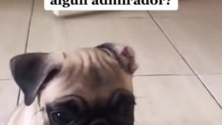 Ultimate Baby Dogs - Cute and Funny Dog Videos Compilation #Shorts