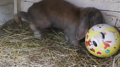 This movie will surprise you! Rabbit plays football like Messi.