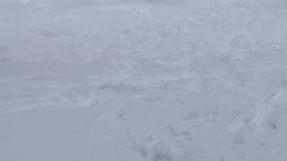 German Short haired 10 mo old pups playing in 10 in of fresh snow