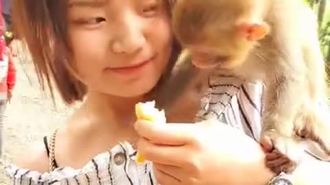 monkey breastfeeding - monkey breastfeeding baby - cute baby monkey monkey breastfeeding