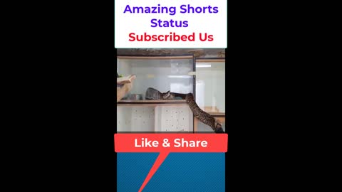 Cobra Ready for Attack by Amazing Shorts Status#shorts #trending #Trend #viral