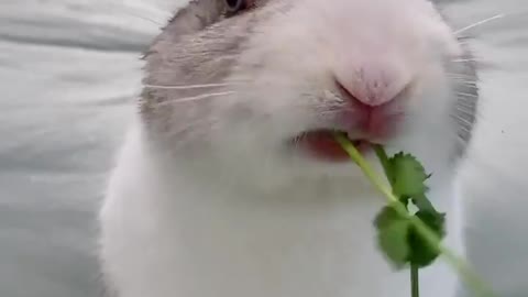 Adorable bunny enjoys his meal after coming from the vet