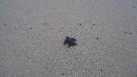 Baby turtle go back to the sea