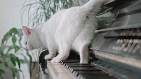 slomo a cat walking over the piano keys notes