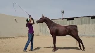 train the arabian horse video