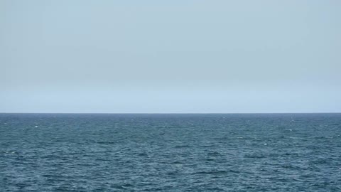 A Humpback Whale In The Sea