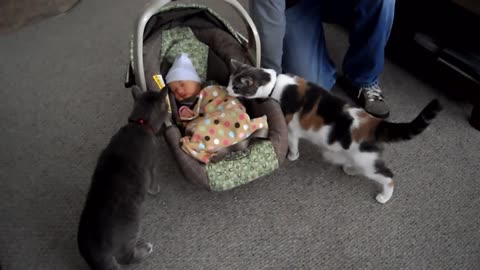 Cute cats meeting cute babies for the first time