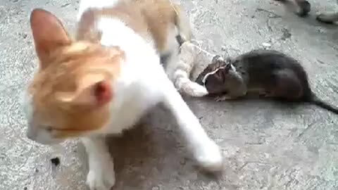 Animals video most funny