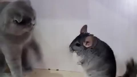 Cat fighting with Chinchilla | Funny