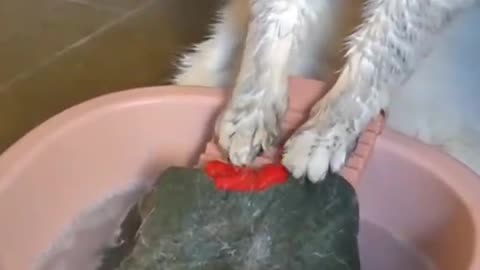 Cat washing machine