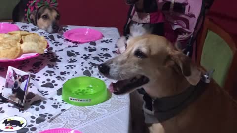 Dog Celebrating Birthday with Nine Brothers