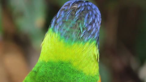 Beautiful colorful parrot footage