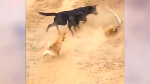 wild animals amazing battle recorded on camera