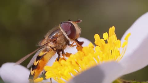 Hoverflies, flower flies or syrphid flies, insect family Syrphidae