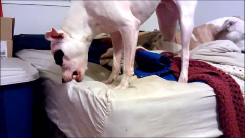 Dog attempts to free squeaky toy from bed sheets
