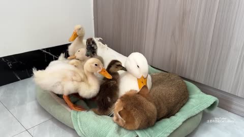 Mother duck leads the ducklings to sleep with the kittens - 2024