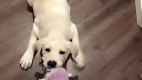 cute and funny pet videos