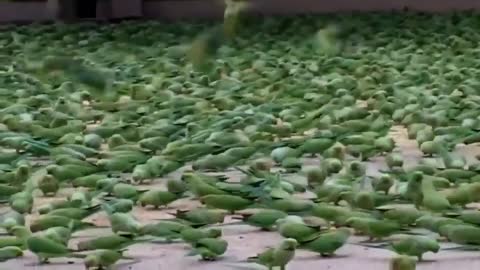 Feeding Food To Thousands of Wild Parrots Everyday