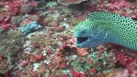 Amazing Animals - Moray Eel attacks camera!