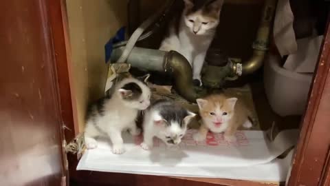 cute cats meowing🥰🥰