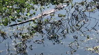 American Alligator just chilling