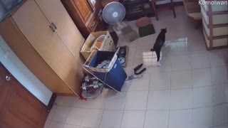 Kitty Becomes an Escape Artist