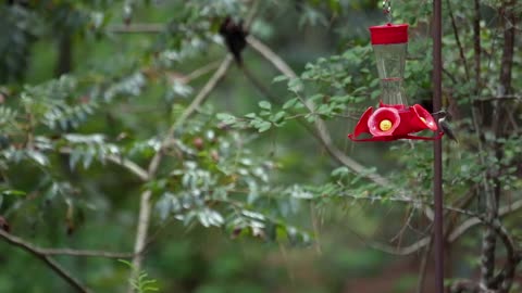 Hummingbirds Kleb Nature Preserve
