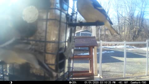 Extreme closeup of birds, mainly Goldfinches