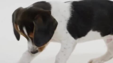 Cute Dog Status | Dog Funny Video | Cute Animals Status | Crazy Dog | Cutest dog