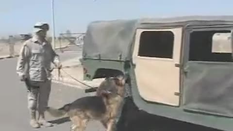 U.S. Army 1st Infantry Division In Iraq - Working Dogs
