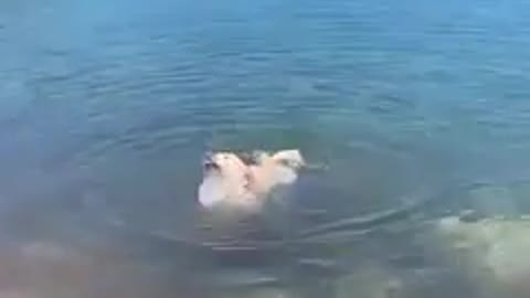 Diving dog