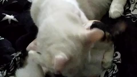 Kitten teasing her older brother
