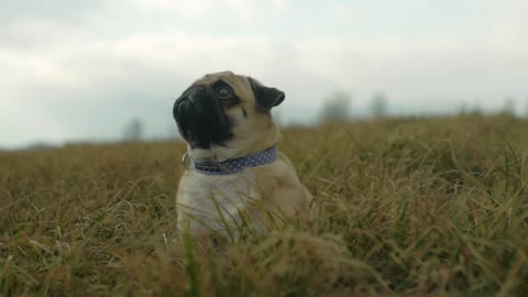 Pug Sitting in a Field