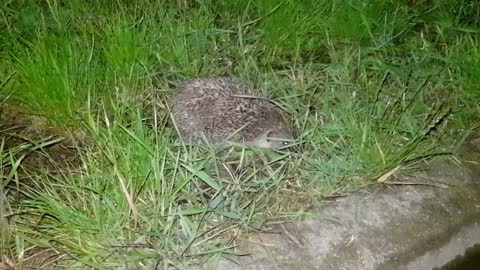 Encounter with a beautiful hedgehog