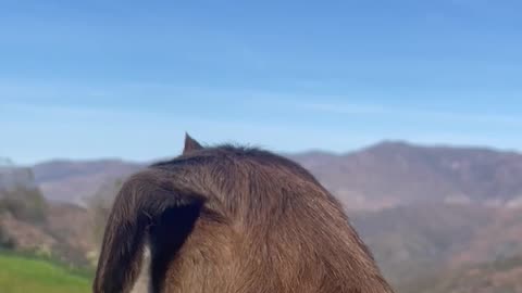 Baby Goat Wears Clip-On Earrings