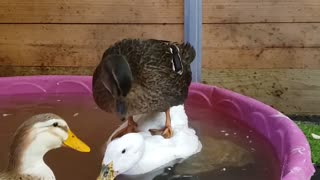 Olive the Duck Using Friend as Paddleboard