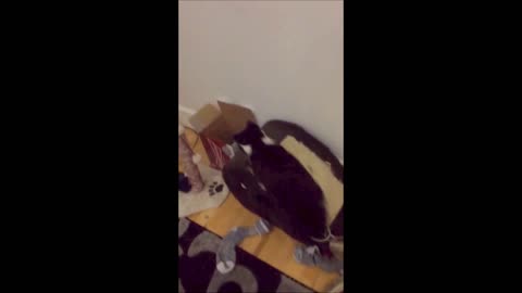 Cat Loves her box fail