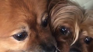 Two puppies sharing a drink