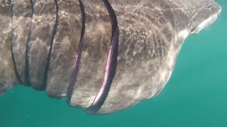 Up Close and Personal with a Basking Shark