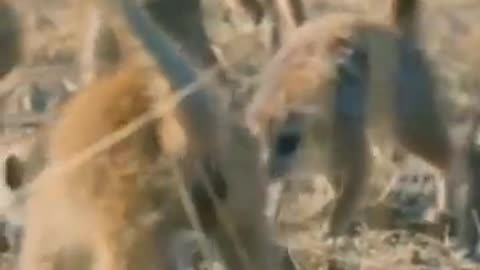 Cobra vs Meerkat wild Africa #shorts_#wildlife