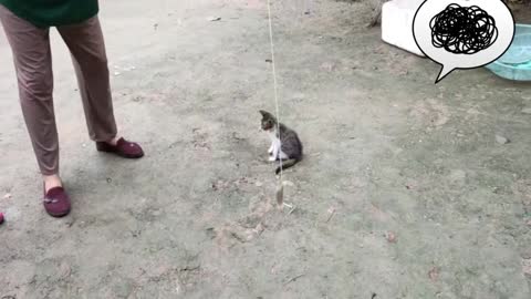 Kitten eats mouse