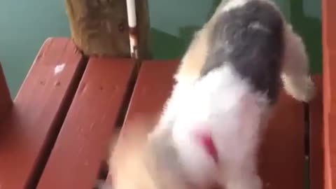 DOG TAKES ON A CHALLENGE