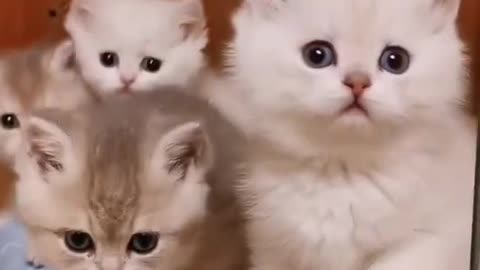 Cute Moment of Kitten