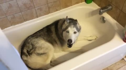 Stubborn Husky throws hilarious temper tantrum in the bathtub