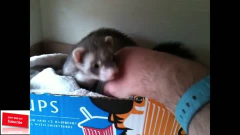 Ferret shows human her babies, ultimate trust and love