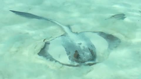 Beautiful Stingray surfaced at Maldives!