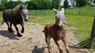Frustrated foal can't figure out how to roll like adults