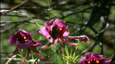 Top most unique and rare Flower video